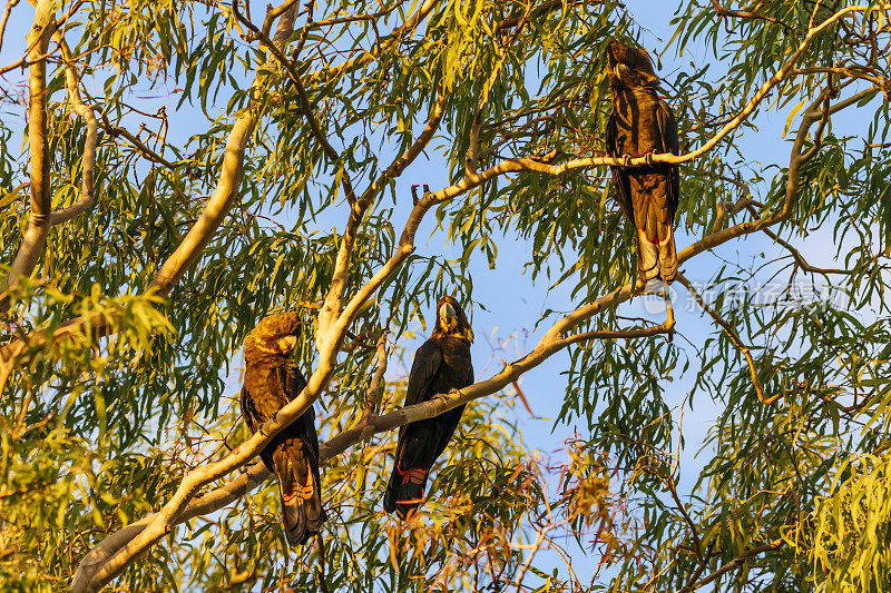 有光泽的黑色凤头鹦鹉栖息在树枝上(Calyptorhynchus lathami)